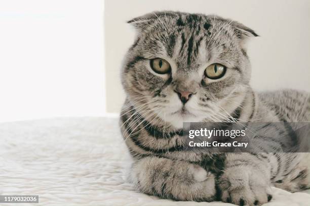 scottish fold cat on bed - schotse-vouwoorkat stockfoto's en -beelden