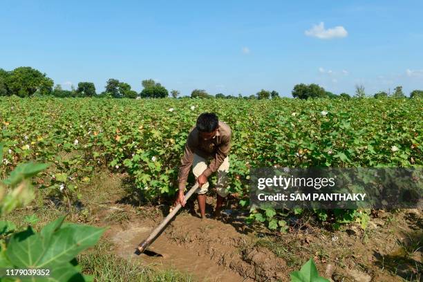 Farmer works in a waterloged field of damaged Cotton crop at Vautha village, some 50 kms from Ahmedabad on October 30 following unseasonal rains...