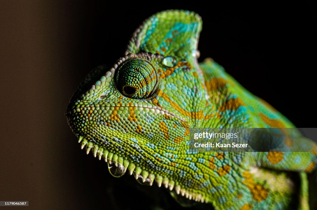 Veiled Chameleon close up portrait on black background