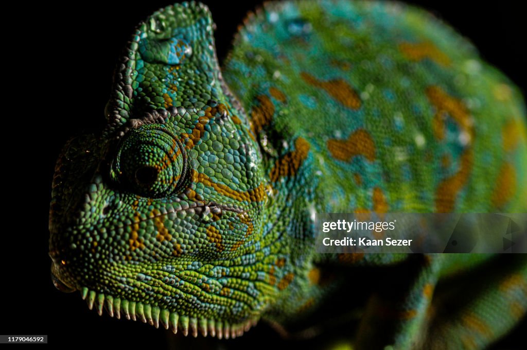 Veiled Chameleon close up portrait on black background