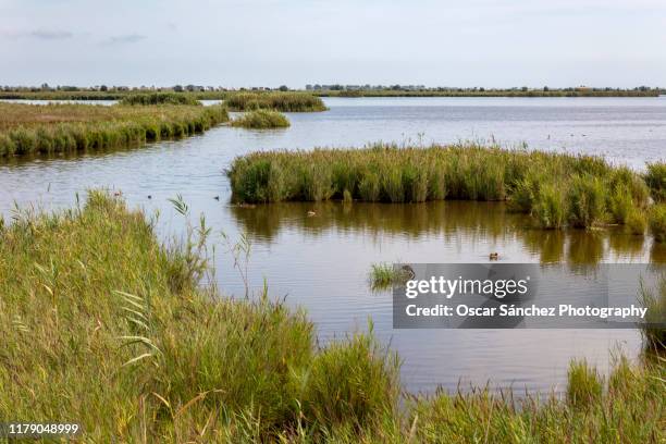 ebro delta - ebro river stock-fotos und bilder