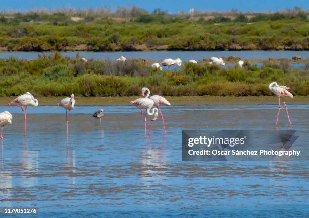 flamingo birds - ebro delta stock pictures, royalty-free photos & images