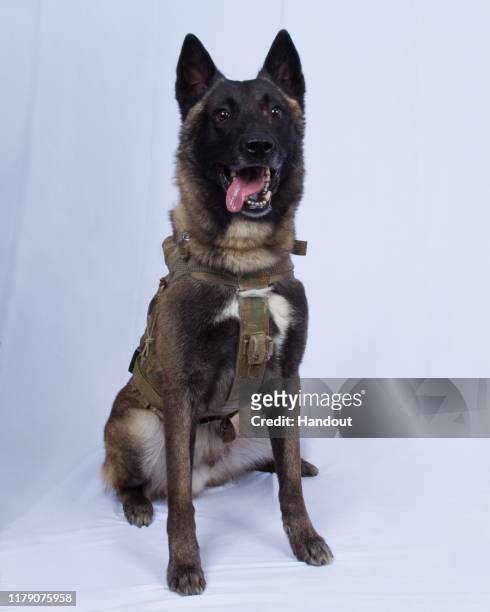 In this undated handout image provided by the Department of Defense, the military working dog who sustained minor injuries during the raid on ISIS...