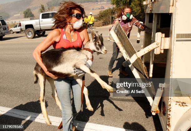 Robyn Phipps, left, & Laura Horvitz rescue goats from a ranch along Tierra Rejada Road in Simi Valley California on October 30, 2019.