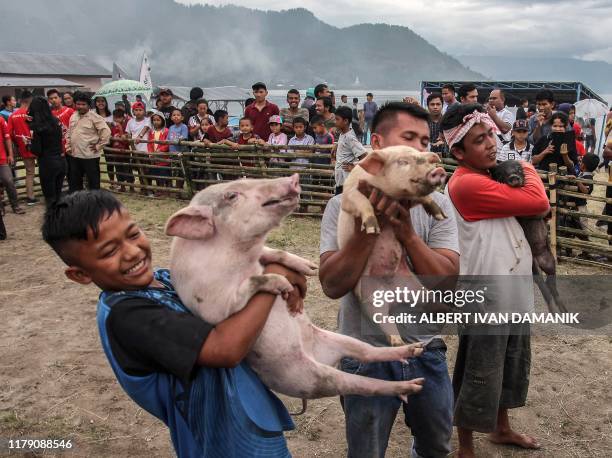 This picture taken on October 25, 2019 shows Indonesians taking part in a pig catching contest during the Pig and Pork Lake Toba Festival in Muara,...