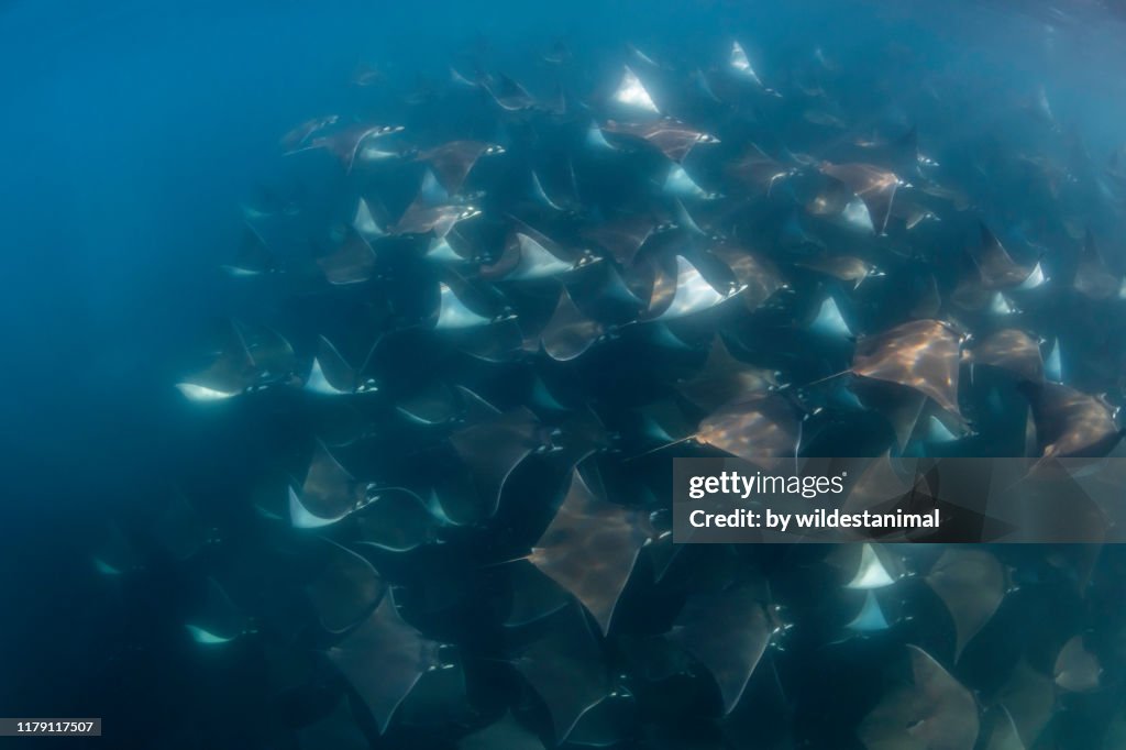 Large School Of Mobula Rays Mobula Munkiana Swimming In Deep Water During  The Annual Aggregation For These Animals Pacific Ocean Baja California  Mexico High-Res Stock Photo - Getty Images