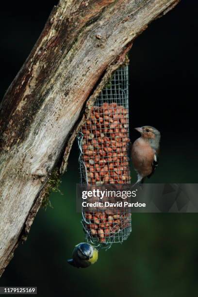 male chaffinch & blue tit on a bird feeder - chaffinch stockfoto's en -beelden