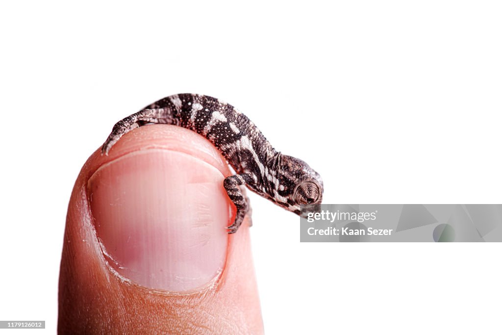 Baby panther chameleon on finger white background furcifer pardalis
