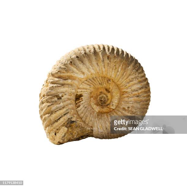 ammonite fossil white background - ancient stock pictures, royalty-free photos & images