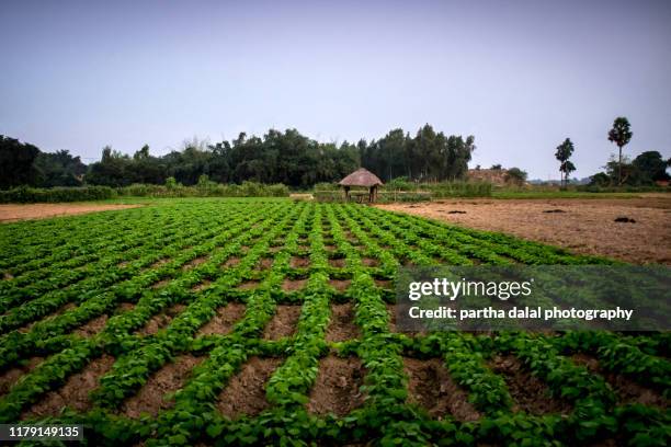 potato plant farming in india - west bengal stock-fotos und bilder