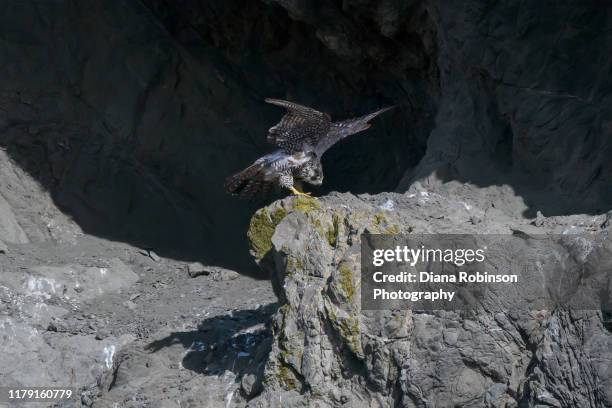 peregrine falcon perched on a sea stack on bandon beach, southern oregon - peregrine falcon stock-fotos und bilder