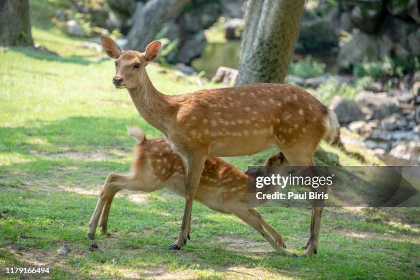 feeding time, deers at nara park in the summer, nara, japan - sikahert stockfoto's en -beelden