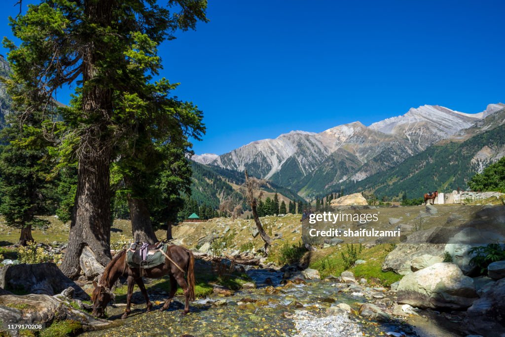 Beautiful view of Sonamarg valley in Kashmir, India