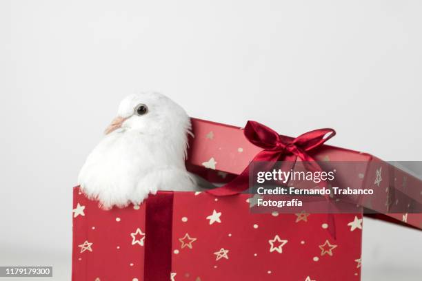 white dove inside a gift box - pigeon isolated stock pictures, royalty-free photos & images