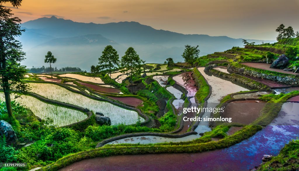 Rice terrace against mountain