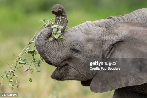 Baby Elephant Feeding, Ndutu Plains, Tanzania