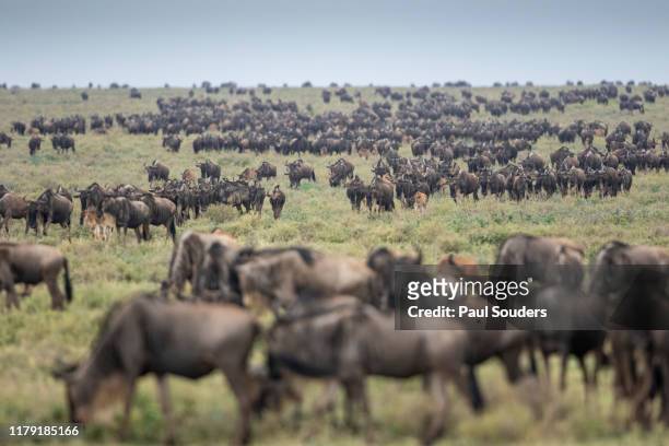 Wildebeest Herd during Serengeti Migration, Ngorongoro Conservation Area, Tanzania