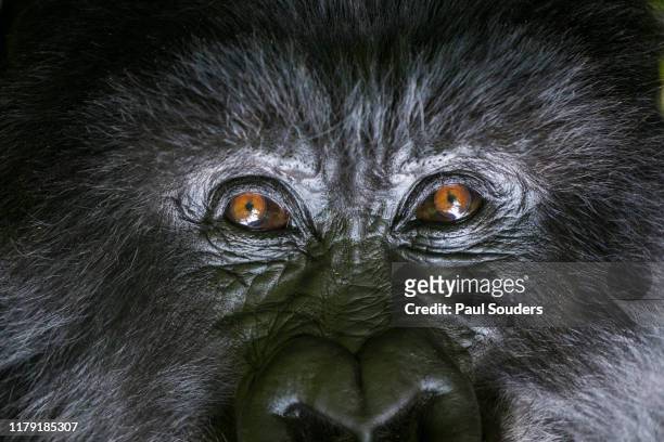 Portrait of Mountain Gorilla, Volcanoes National Park, Rwanda