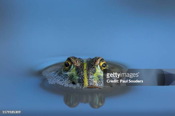 Bullfrog in Desert Pool, Nxai Pan National Park, Botswana