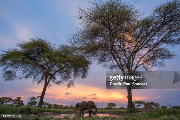 Elephant Drinking at Water Hole, Botswana