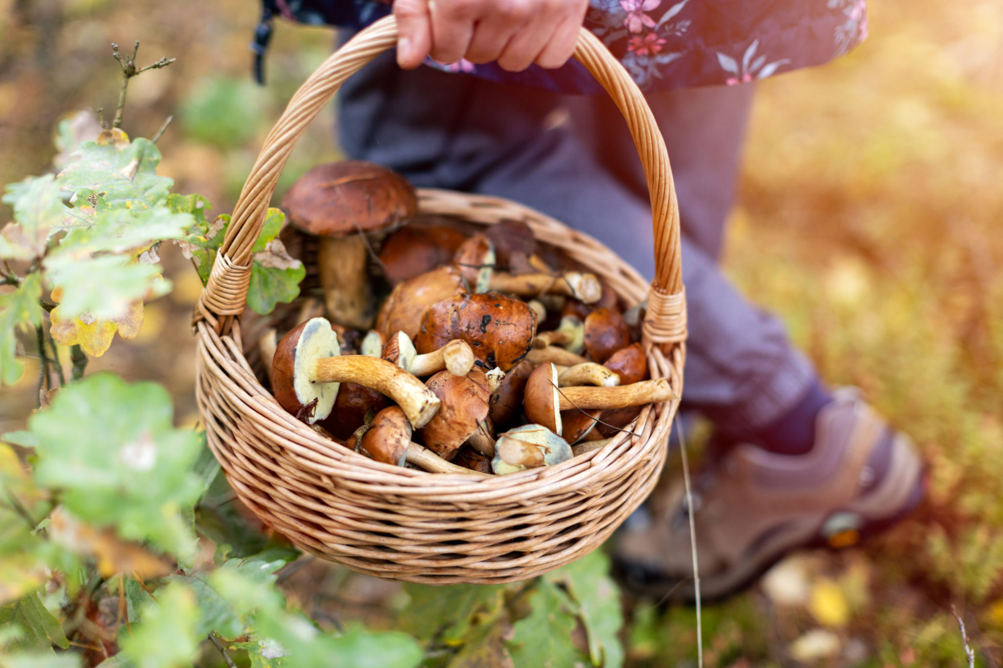 forest mushrooms
