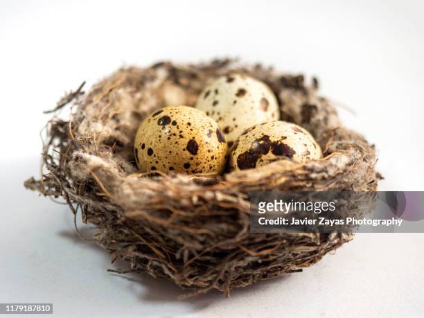 three little fresh eggs in a nest on white background - uovo di quaglia foto e immagini stock