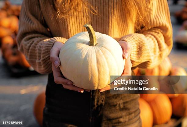 white pumpkin - atlanta georgia food stock pictures, royalty-free photos & images