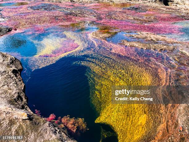 caño cristales, river is five colours - caño cristales river - fotografias e filmes do acervo