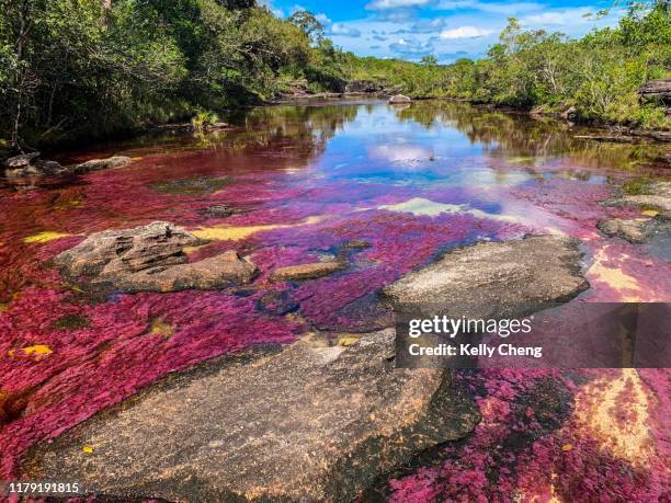 caño cristales, river of five colors - departamento de meta fotografías e imágenes de stock