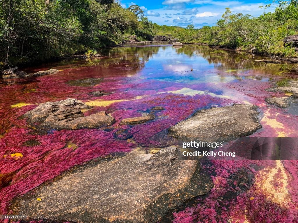 Caño Cristales, River of Five Colors