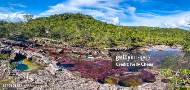 caño cristales, river of five colors - fluss caño cristales stock-fotos und bilder