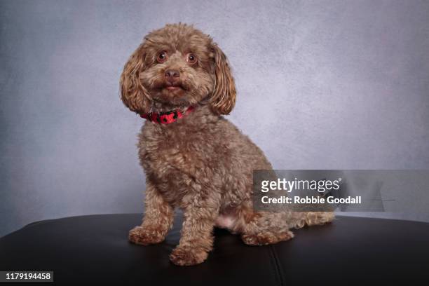 brown toy poodle puppy wearing a red collar looking at the camera on a gray background - brown poodle stockfoto's en -beelden