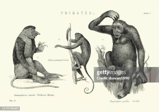 primates, proboscis monkey, spider monkey, gorilla - spider monkey stock illustrations