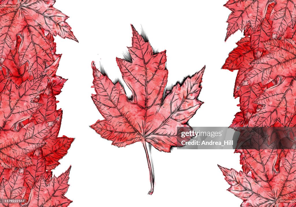 Canadian Things Drawing Hand Drawn Canada Flag Maple Leaf Vector Watercolor And Ink Drawing ...