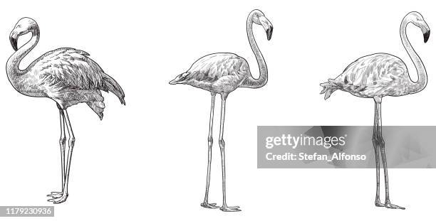 stockillustraties, clipart, cartoons en iconen met vector tekeningen van flamingo - flamingo