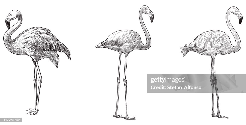 Vector drawings of flamingo