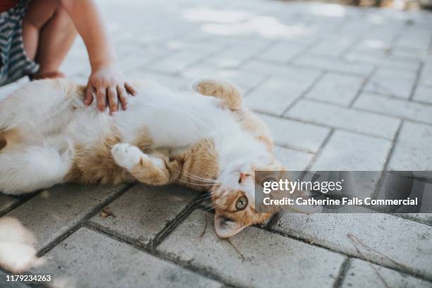 children petting cat - animal abdomen fotografías e imágenes de stock