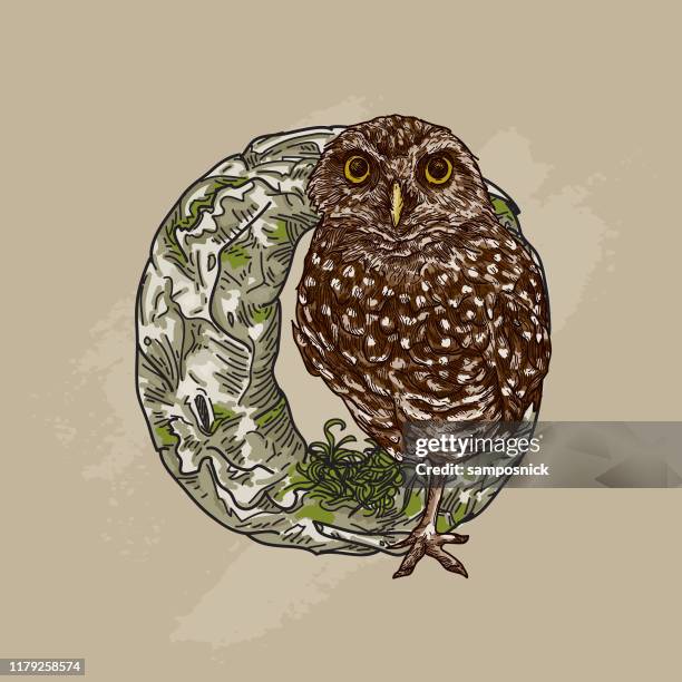 animal alphabet drop cap letter - o - burrowing owl nest stock illustrations