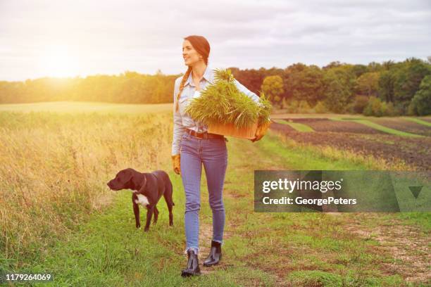 young woman farmer harvesting fresh hemp buds - cannabis cultivated for hemp stock pictures, royalty-free photos & images