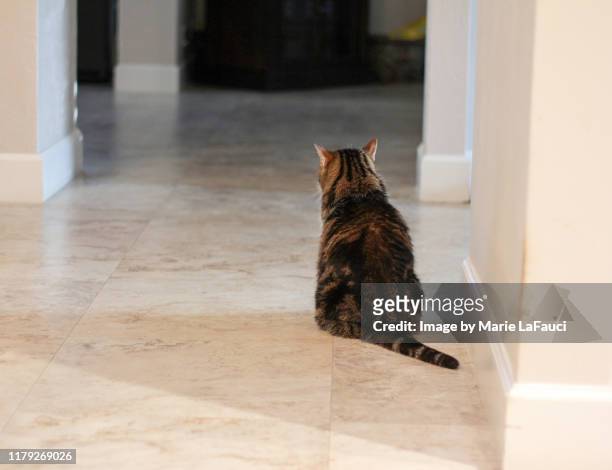 senior cat at home - cat behind stock-fotos und bilder