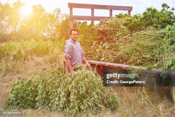 farm owner harvesting hemp plants - trichome stock pictures, royalty-free photos & images