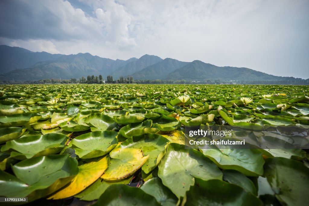 Water lilies on the Dal Lake, Kashmir.