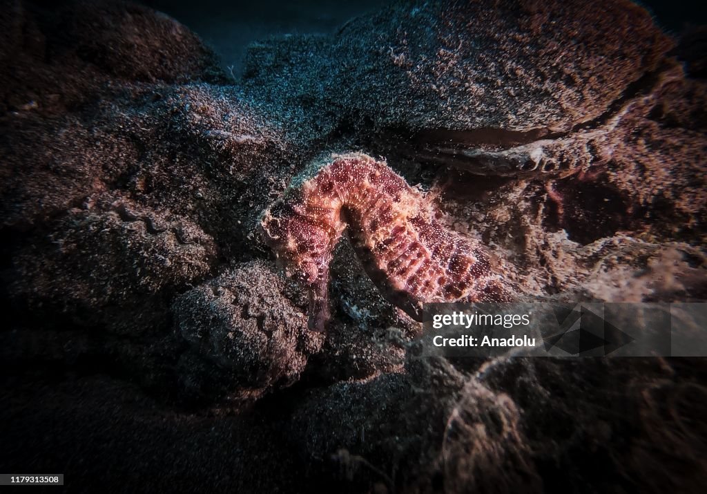Diving Tourism in ancient Lycian coastal town of Olympos