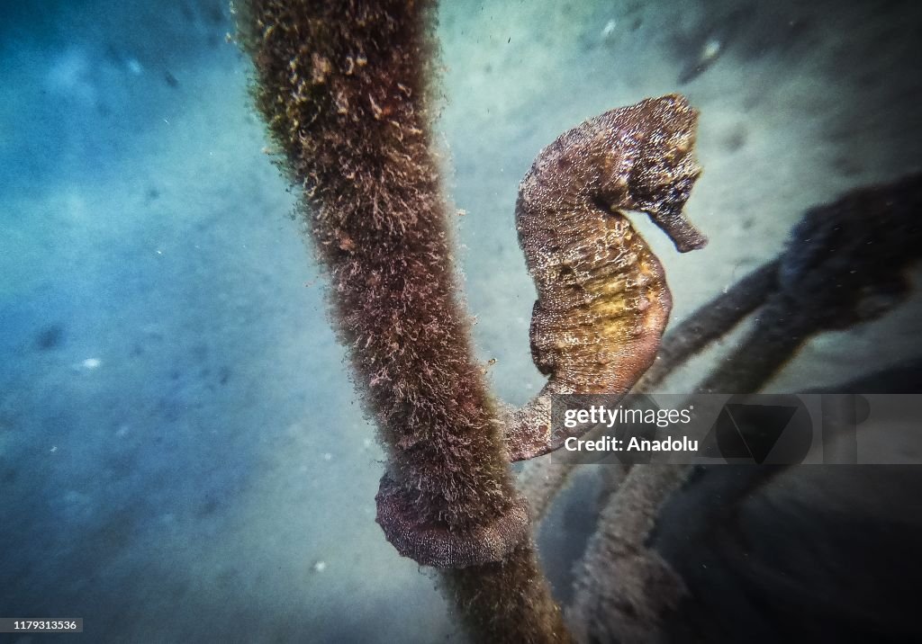 Diving Tourism in ancient Lycian coastal town of Olympos