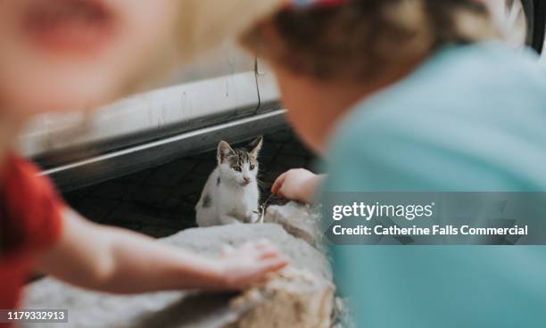 kitten - stray animal foto e immagini stock