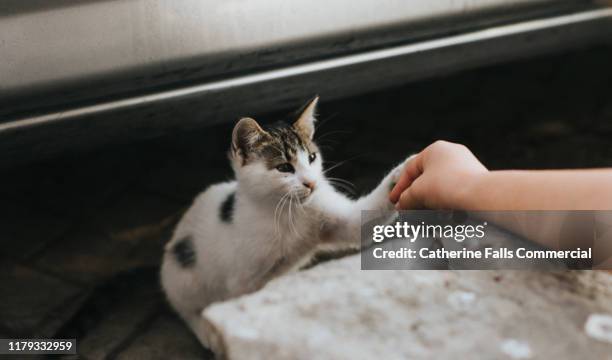 kitten pawing - cat pawing stock pictures, royalty-free photos & images
