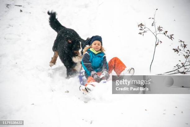 little boy on a sled having fun with his bernese mountain dog - big dog little dog stock pictures, royalty-free photos & images