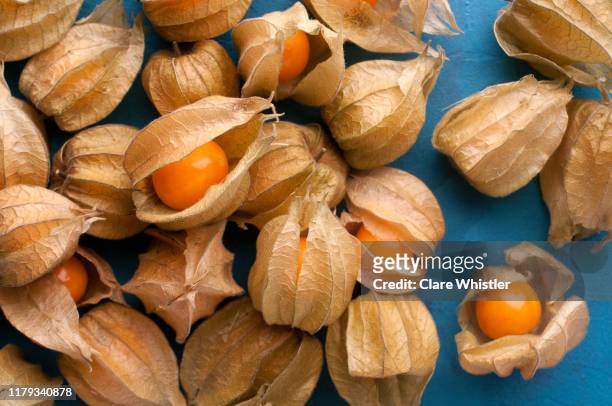 cape gooseberry (physalis) loose on blue painted textured background - chinese lantern fotografías e imágenes de stock