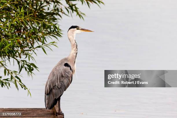 grey heron at poolsbrook park. - gray heron stock-fotos und bilder