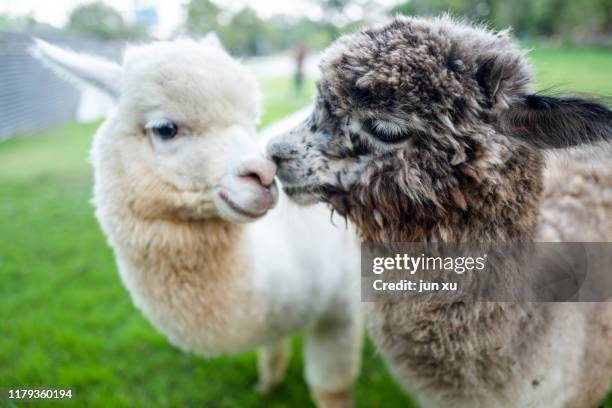 two lovely sheep full of affection - alpaca stock pictures, royalty-free photos & images